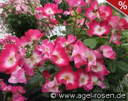 Phlox Meidiland