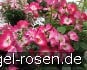 Buy Phlox Meidiland