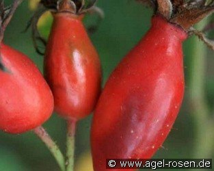 PiRo 3 - Pillnitzer Vitaminrose