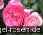 Buy Pink Eden Rose