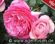 Pink Eden Rose kaufen, click for more details Pink Eden Rose