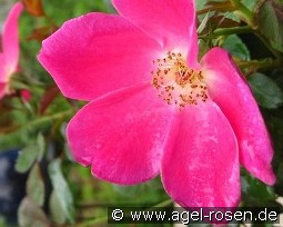 Pink Home Run kaufen, click for more details Pink Home Run