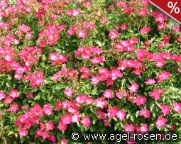 Pink Meidiland kaufen, click for more details Pink Meidiland