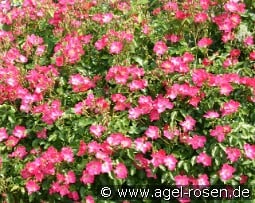Pink Meidiland kaufen, click for more details Pink Meidiland