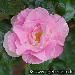 Pink Robusta kaufen, click for more details Pink Robusta