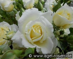 Polarexpress  syn Perla Bianca kaufen, click for more details Polarexpress  syn Perla Bianca