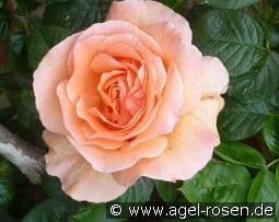 Polka 91 syn Lord Byron kaufen, click for more details Polka 91 syn Lord Byron