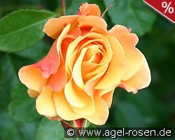 Postillion kaufen, click for more details Postillion