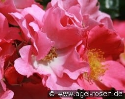 Pretty Girl kaufen, click for more details Pretty Girl