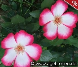 Pretty Kiss kaufen, click for more details Pretty Kiss