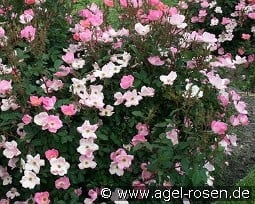 Rainbow Knock Out kaufen, click for more details Rainbow Knock Out