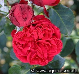 Red Eden Rose