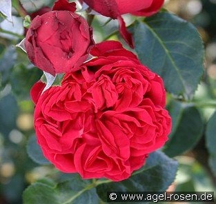 Red Eden Rose