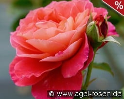 Reine Sammut kaufen, click for more details Reine Sammut