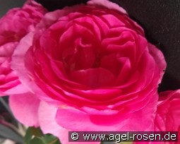 Renée van Wegberg Essbare Rose