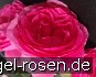 Buy Renée van Wegberg Essbare Rose