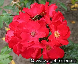 Robusta kaufen, click for more details Robusta