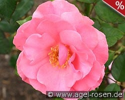 Romanze kaufen, click for more details Romanze