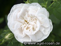 Rosa alba Maxima