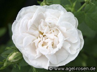 Rosa alba Maxima