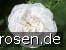 Rosa alba Maxima