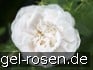 Buy Rosa alba Maxima