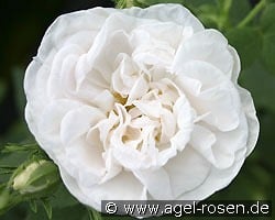 Rosa alba Maxima kaufen, click for more details Rosa alba Maxima
