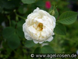 Rosa alba Suaveolens