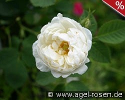 Rosa alba Suaveolens kaufen, click for more details Rosa alba Suaveolens