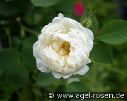Rosa alba Suaveolens