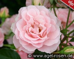 Rosario kaufen, click for more details Rosario