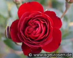 Rose Brouilly kaufen, click for more details Rose Brouilly