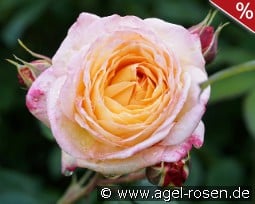 Rosomane Janon kaufen, click for more details Rosomane Janon