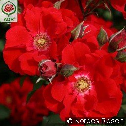 Roter Korsar