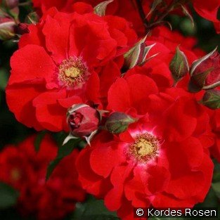Roter Korsar