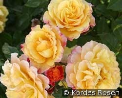 Rugelda kaufen, click for more details Rugelda