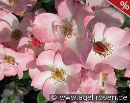 Rush kaufen, click for more details Rush