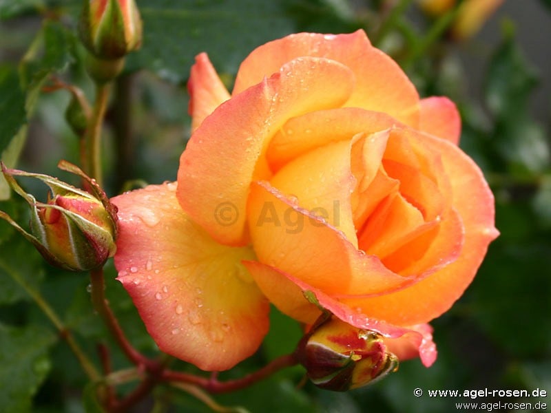 Buy Sahara ® – Shrub Rose – AGEL ROSEN