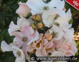 Sally Holmes kaufen, click for more details Sally Holmes