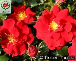 Salsa kaufen, click for more details Salsa