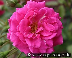 Salza kaufen, click for more details Salza