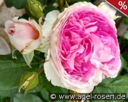 Saphir kaufen, click for more details Saphir