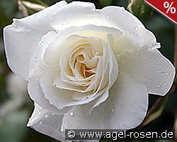 Schneewittchen kaufen, click for more details Schneewittchen