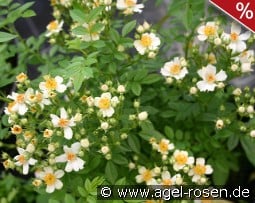 Seppenrader Schneezauber kaufen, click for more details Seppenrader Schneezauber