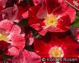 Simsalabim syn. Marburg 800 kaufen, click for more details Simsalabim syn. Marburg 800