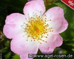 Smarty kaufen, click for more details Smarty