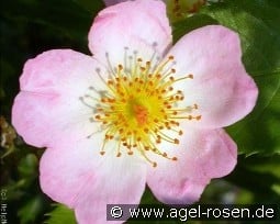 Smarty kaufen, click for more details Smarty