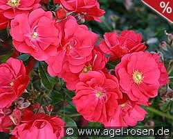 Sommermärchen kaufen, click for more details Sommermärchen