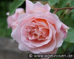 Sonia Rykiel kaufen, click for more details Sonia Rykiel