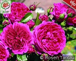 Soul kaufen, click for more details Soul